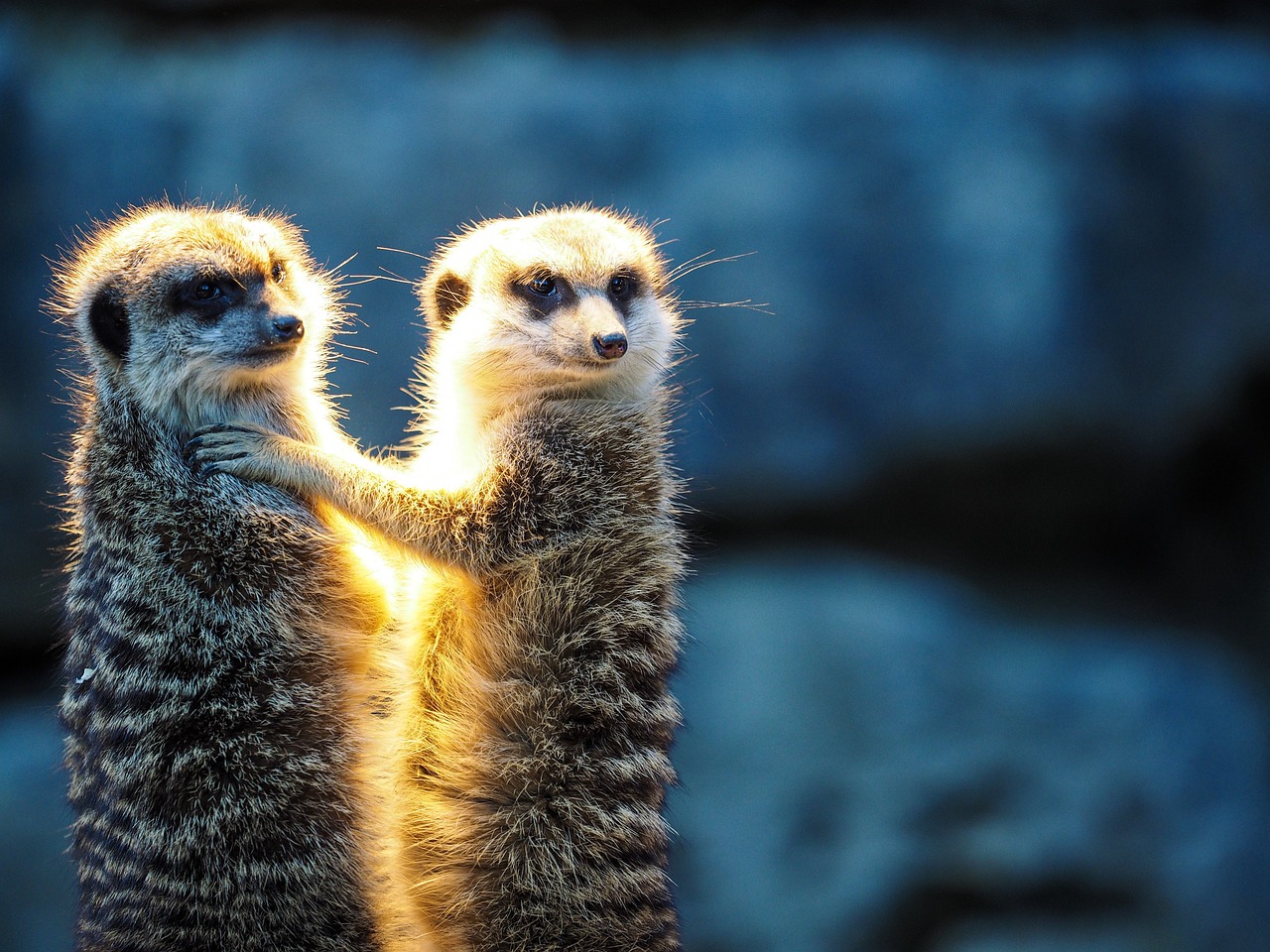 entdecken sie die faszinierende welt des tierverhaltens. lernen sie die verschiedenen verhaltensweisen von tieren kennen und erfahren sie, wie sie mit ihrer umwelt interagieren. ideale informationen für tierliebhaber und wissenschaftler.
