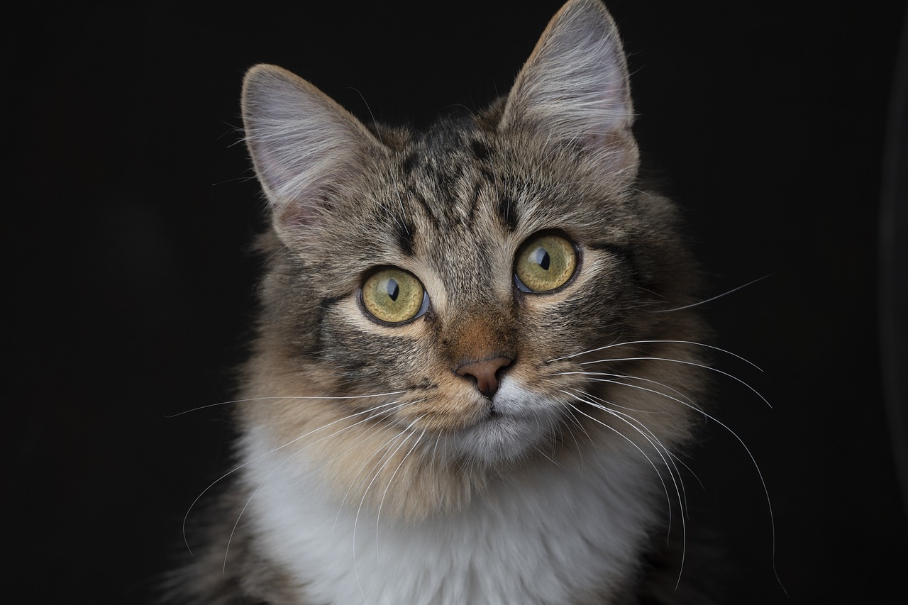 erfahren sie alles über die richtige katzenpflege! tipps zur ernährung, hygiene und gesundheit ihrer geliebten katze.