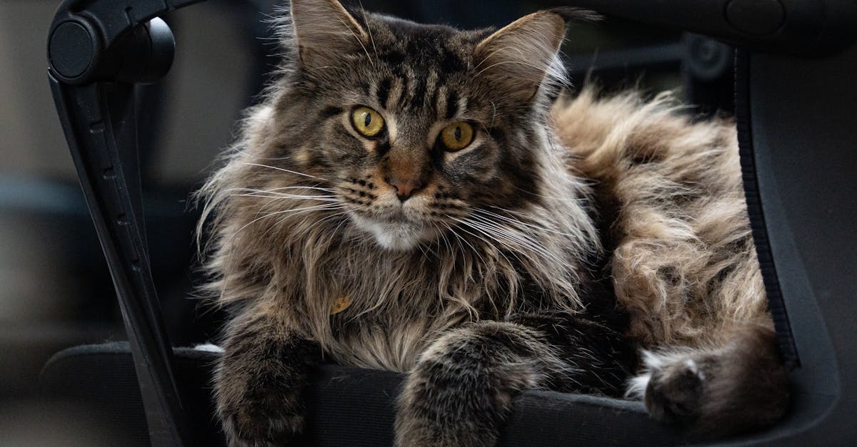 entdecken sie die besten tipps und produkte für die pflege ihrer haustiere. unser leitfaden bietet wertvolle informationen zur ernährung, gesundheit und zum wohlbefinden ihrer geliebten tiere.