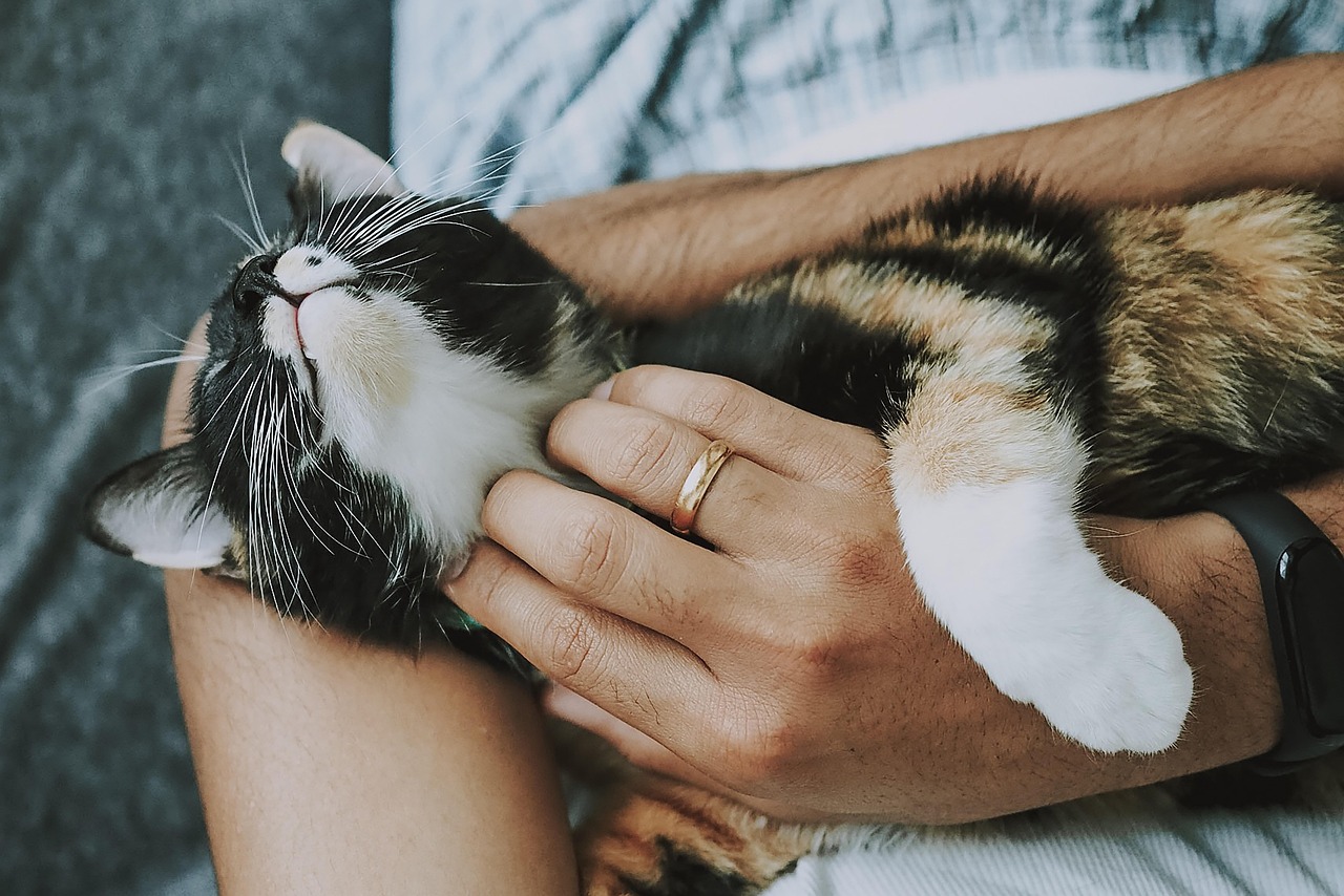 entdecken sie hilfreiche tipps und ratschläge zur katzenpflege, um das wohlbefinden und die gesundheit ihrer geliebten samtpfote zu gewährleisten.