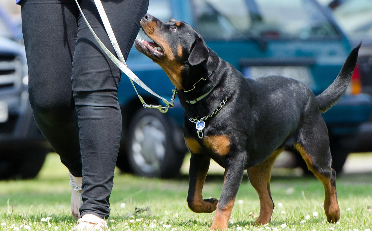entdecken sie effektive hundetrainingsmethoden, um das verhalten ihres hundes zu verbessern. erfahren sie, wie sie vertrauen aufbauen und eine starke bindung zu ihrem vierbeinigen freund schaffen können.
