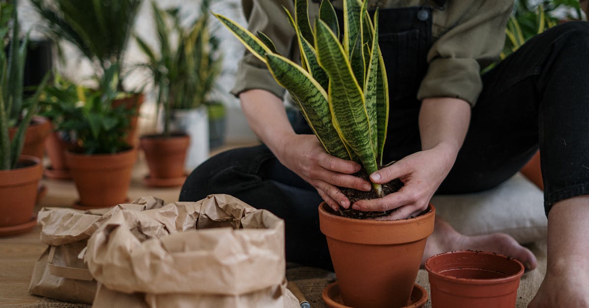 entdecken sie die welt des urban gardening! erfahren sie, wie sie in städtischen räumen gemüse und pflanzen anbauen können. tipps, tricks und inspiration für ein grüneres zuhause im herzen der stadt.