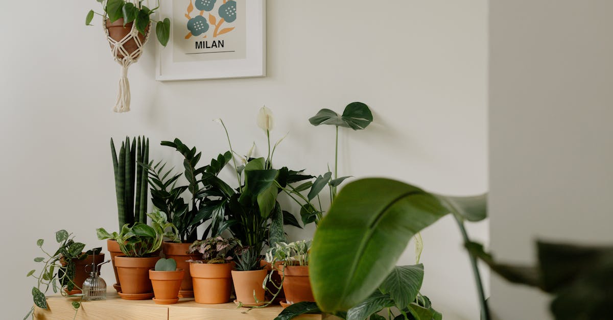 entdecken sie die welt des urban gardening! erfahren sie, wie sie in der stadt eigene pflanzen anbauen, kreative ideen für kleine gärten umsetzen und die grüne oase in ihrem lebensraum schaffen können. lassen sie sich inspirieren und bringen sie mehr natur in ihr urbanes leben!