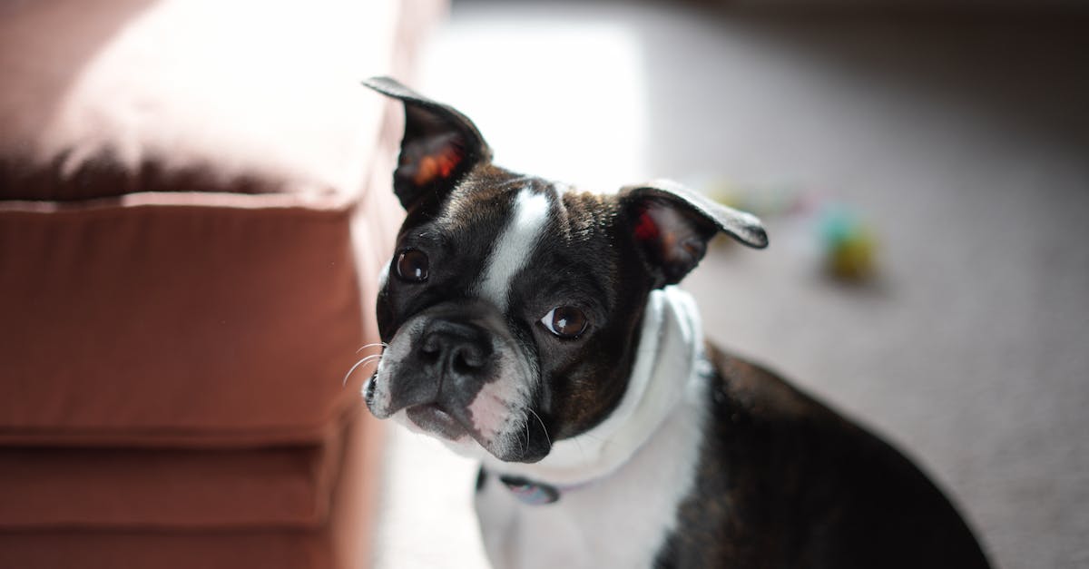 entdecken sie umfassende pflege- und gesundheitstipps für haustiere. erfahren sie, wie sie die besten produkte und dienstleistungen für ihr geliebtes tier auswählen können, um dessen wohlbefinden zu fördern.