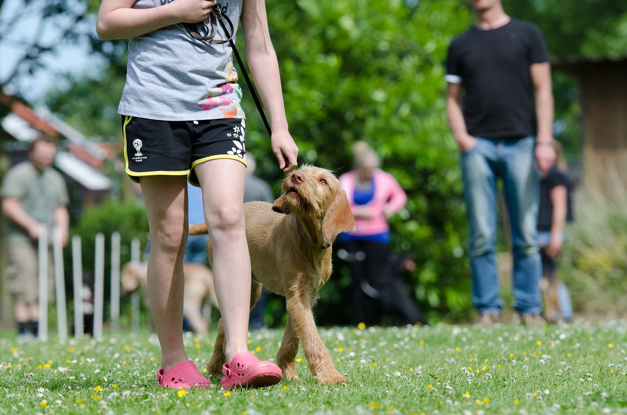 erlernen sie effektive methoden zur hundeerziehung! entdecken sie unsere tipps und tricks, um das verhalten ihres hundes zu verbessern und eine starke bindung aufzubauen. perfekt für anfänger und erfahrene hundebesitzer.