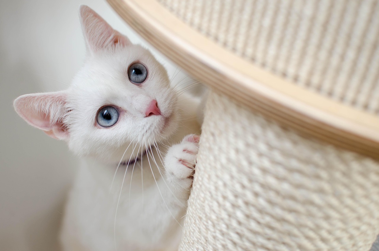 entdecken sie wertvolle tipps zur katzenpflege! erfahren sie, wie sie das wohlbefinden ihrer katze fördern, ihre gesundheit erhalten und eine liebevolle bindung aufbauen. optimal für katzenliebhaber, die das beste für ihre pelzigen freunde wollen.
