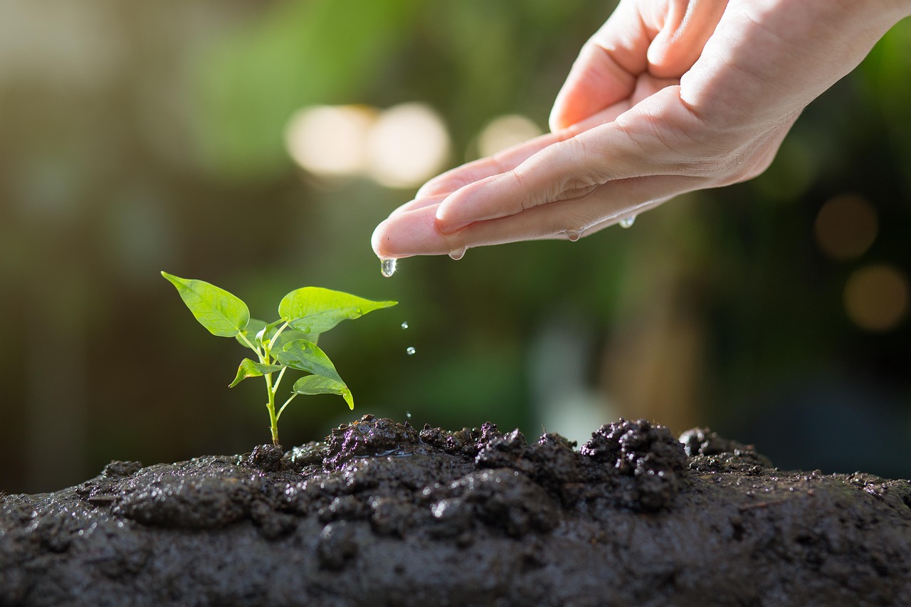entdecken sie die freude am gärtnern! tipps und tricks für einen blühenden garten, von der auswahl der pflanzen bis zur pflege und erhaltung. gestalten sie ihr grünes paradies!