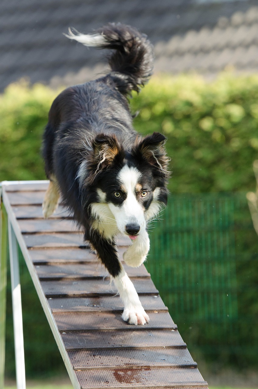 entdecken sie effektive methoden für das hundetraining, um das verhalten ihres hundes zu verbessern und eine starke bindung aufzubauen. unsere tipps und techniken helfen ihnen, ihren vierbeinigen freund erfolgreich zu erziehen.
