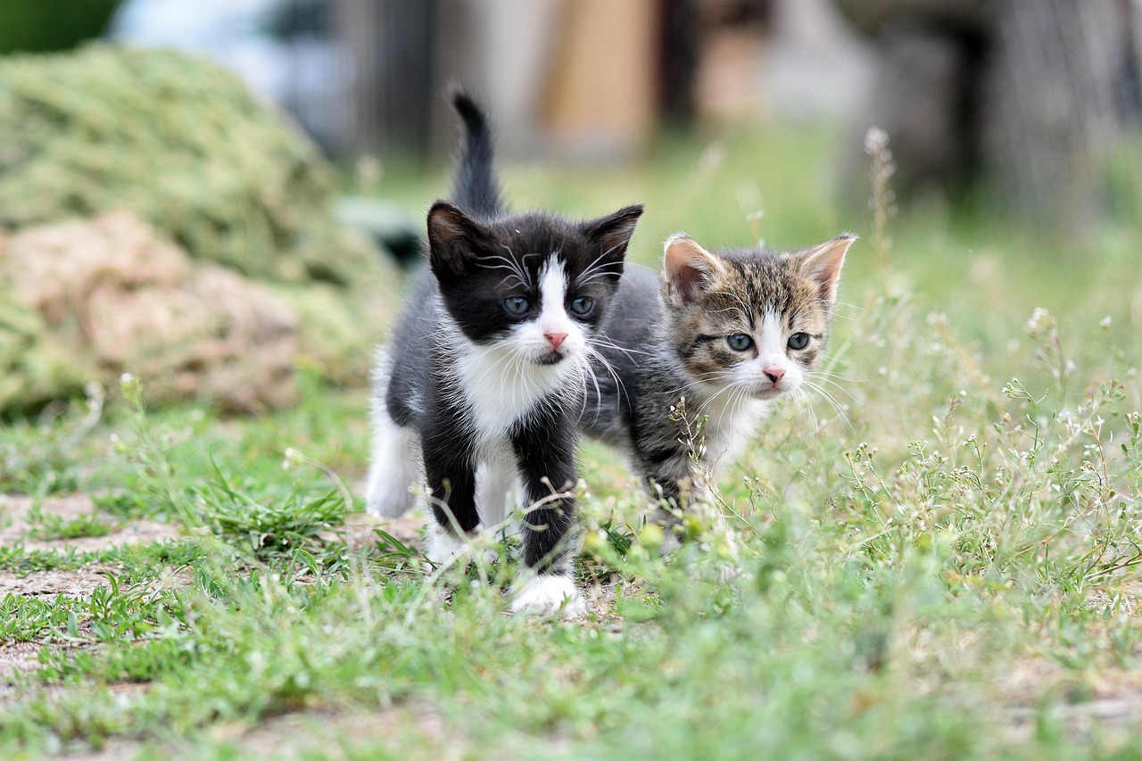 entdecken sie unser hochwertiges tierfutter für gesunde und glückliche haustiere. unsere sorgfältig ausgewählten zutaten sorgen für eine ausgewogene ernährung, die die lebensqualität ihres tieres steigert.