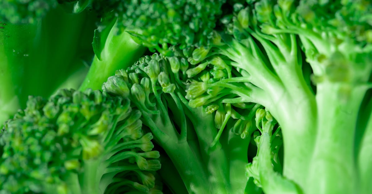 entdecken sie die welt des veganismus: erfahren sie mehr über pflanzliche ernährung, gesundheitliche vorteile und ethische überlegungen, um einen nachhaltigen lebensstil zu fördern.