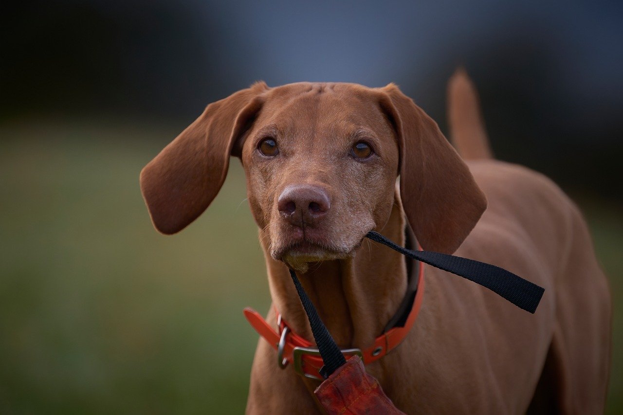 professionelles hundetraining für alle rassen. verbessern sie das verhalten und die gehorsamkeit ihres hundes mit effektiven methoden und individueller betreuung. jetzt mehr erfahren!
