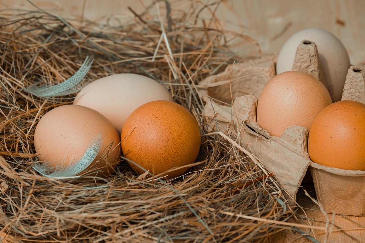entdecken sie eine vielzahl von hochwertigen haustierprodukten für ihre geliebten tiere. von spielzeug und futter bis hin zu pflegeartikeln – alles, was ihr haustier braucht, um glücklich und gesund zu bleiben.