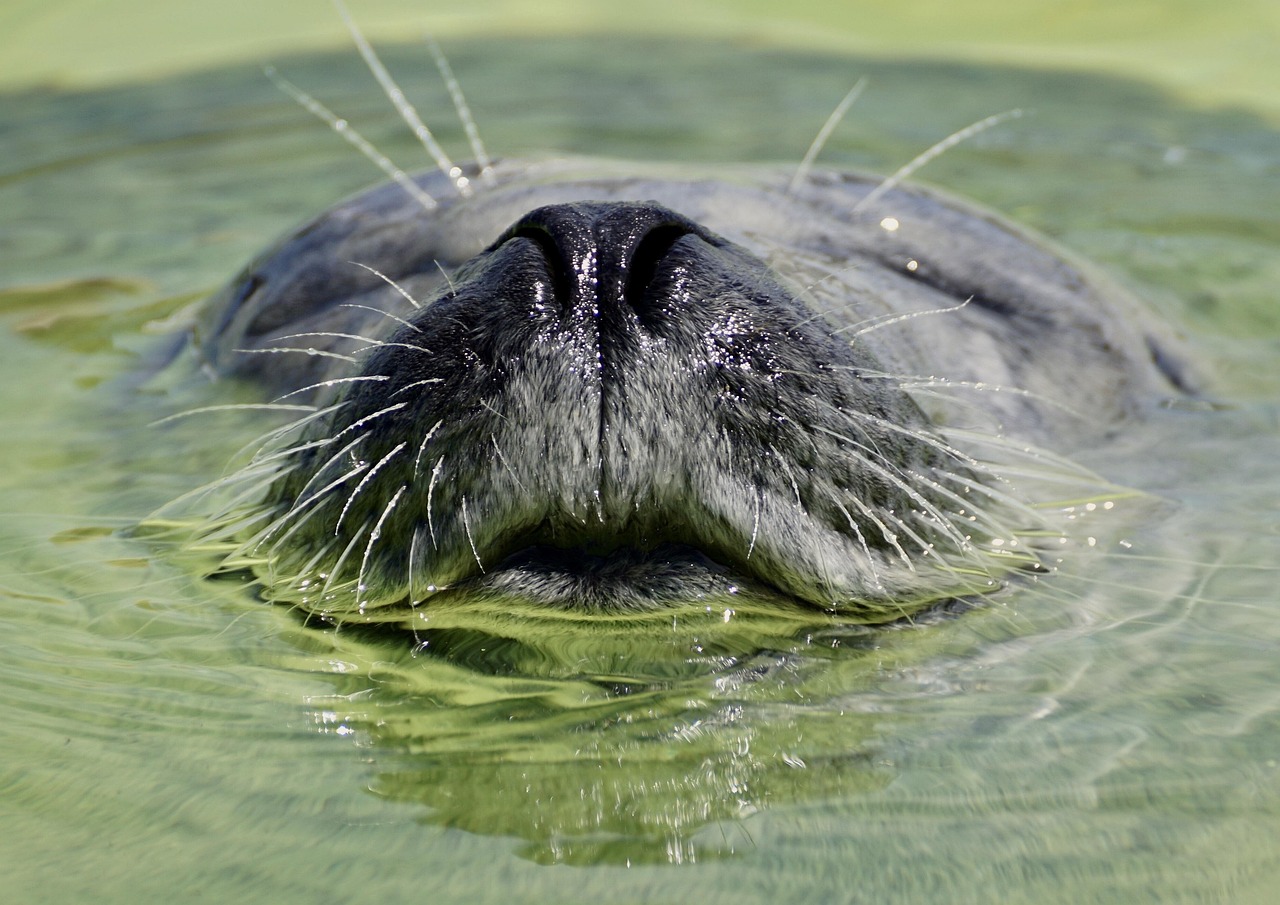 tierschutzorganisationen setzen sich für das wohl von tieren ein, schützen ihre rechte und fördern ein respektvolles zusammenleben zwischen mensch und tier. entdecken sie, wie solche organisationen weltweit aktiv sind und welche maßnahmen sie ergreifen, um das leben von tieren zu verbessern.