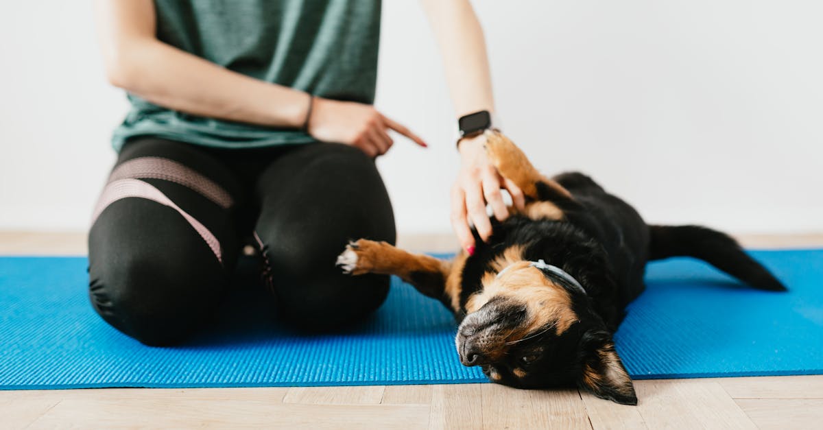 erfahren sie alles über effektives hundetraining. entdecken sie tipps, tricks und techniken, um das verhalten ihres hundes zu verbessern und eine starke bindung aufzubauen.