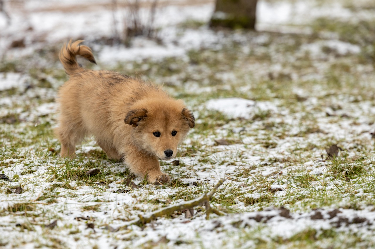 entdecken sie die freude der haustieradoption! finden sie ihr perfektes tierbegleiter in einem tierheim in ihrer nähe. geben sie einem bedürftigen haustier ein liebevolles zuhause und erleben sie unvergessliche momente.