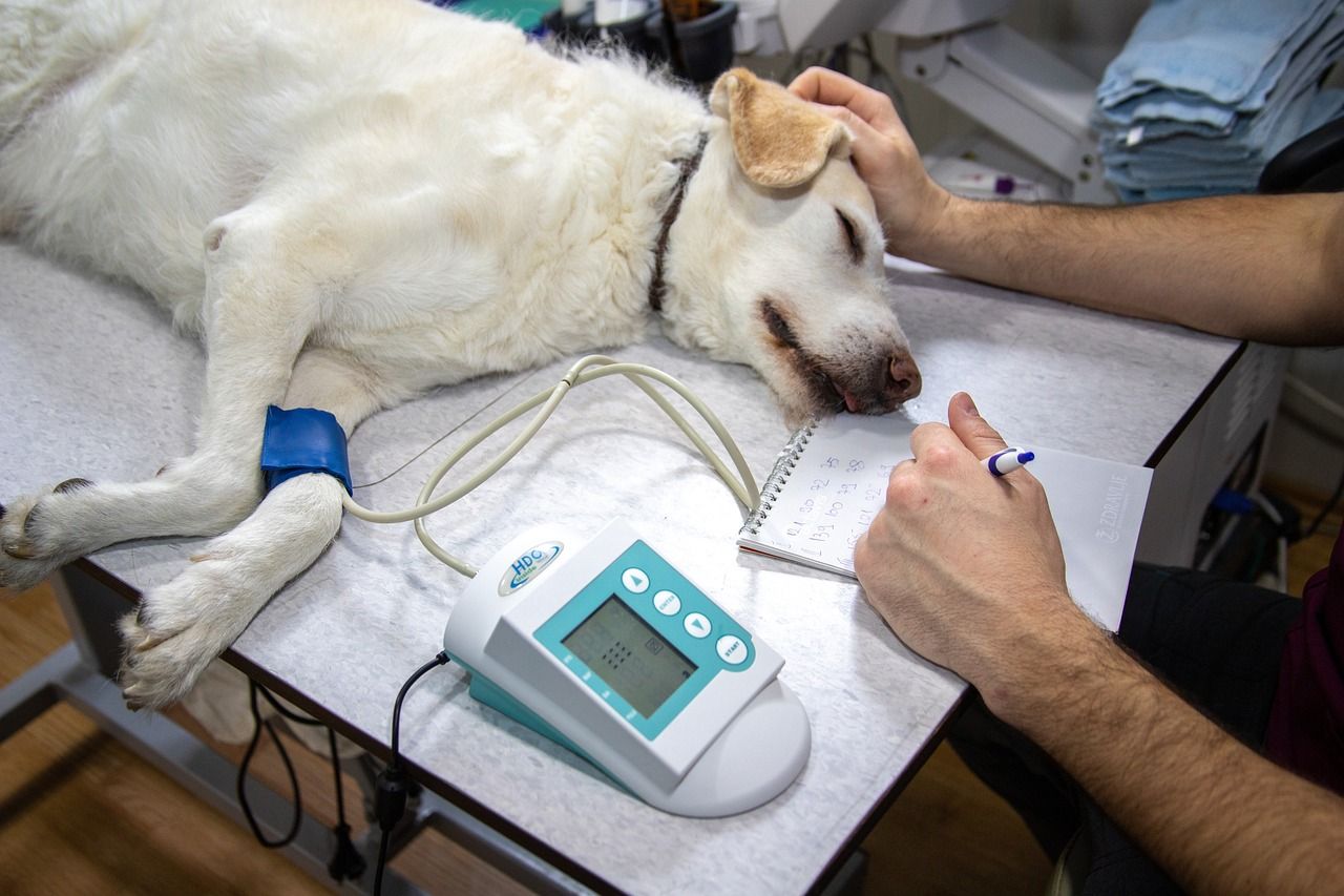 entdecken sie umfassende tipps und ratschläge zur hundeerziehung und -pflege. lernen sie, wie sie das wohlbefinden und die gesundheit ihres hundes fördern können.
