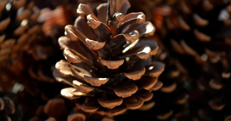 Schöne Gutschein Vorlage Weihnachten: Kreative Ideen zum Ausdrucken