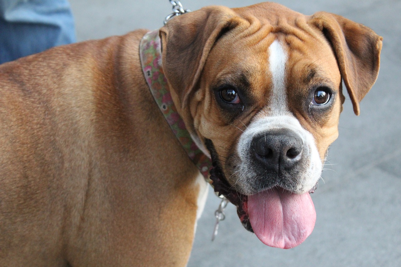 Hundeerziehung: Tipps für effektive Trainingstechniken