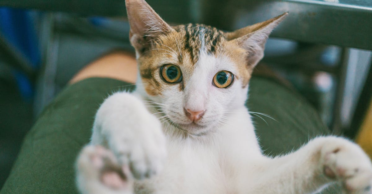 Haustiere: Die Vorteile der Tierhaltung für das Wohlbefinden