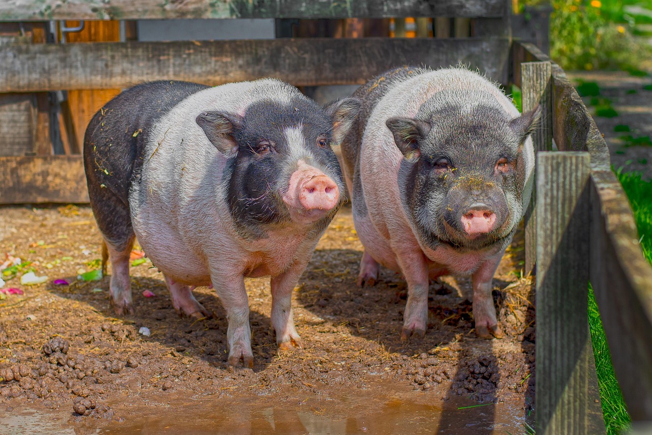 Tierschutzorganisationen: Warum sie für den Schutz von Tieren unerlässlich sind
