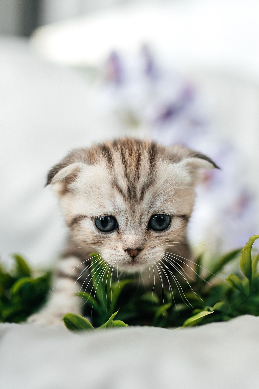 Haustier Adoption: So finden Sie den perfekten Begleiter für Ihr Zuhause