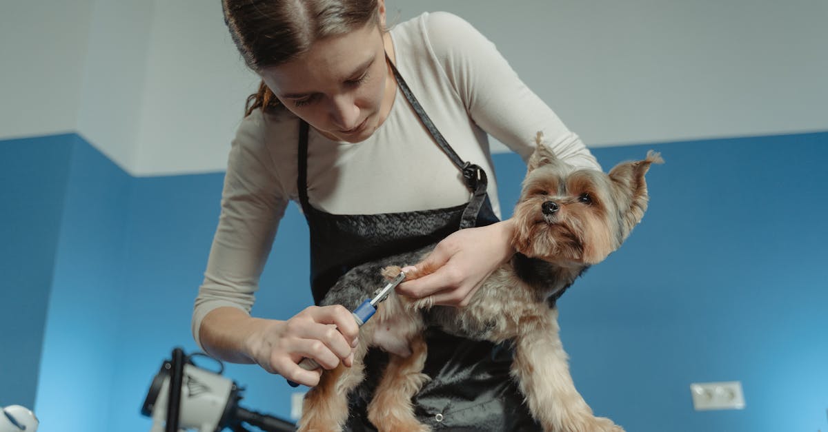 Hunde: Tipps zur artgerechten Haltung und Pflege