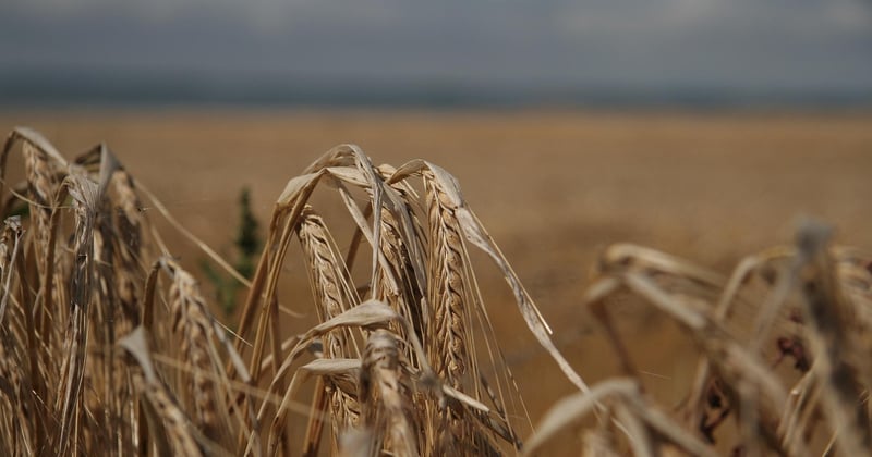 Buchweizen: Das unterschätzte Superfood für eine gesunde Küche