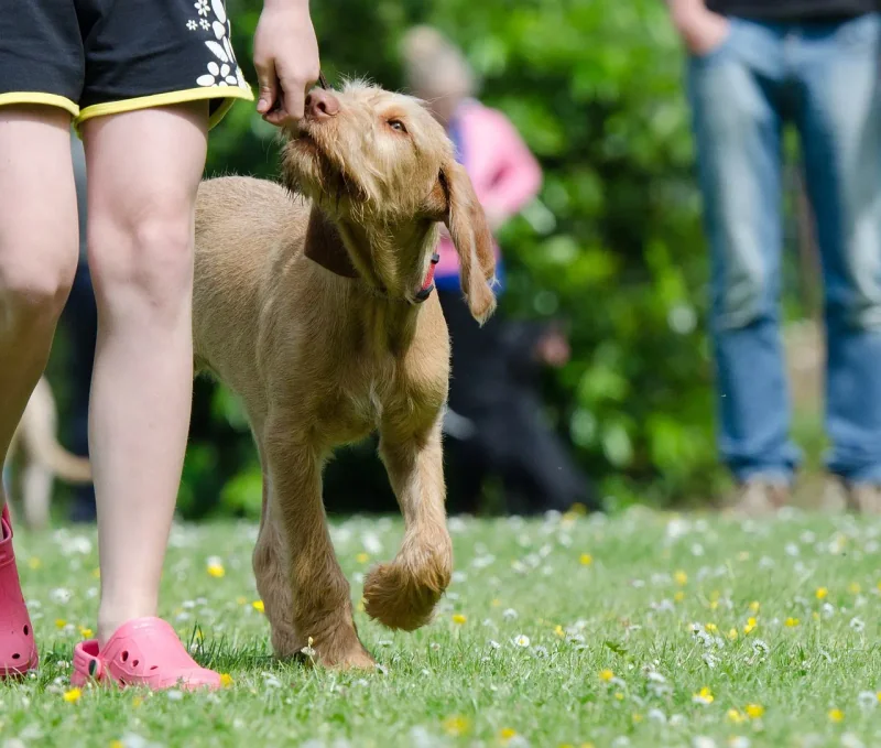 Hundetraining: Die besten Tipps für ein erfolgreiches Training Ihres vierbeinigen Freundes