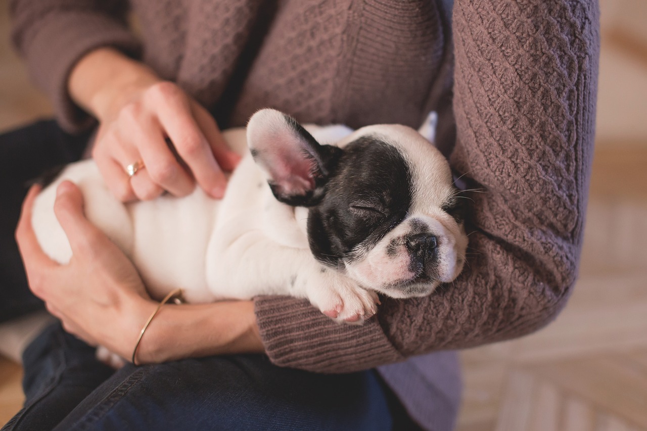 Hautpflege für Haustiere: Wichtige Tipps für gesunde Tiere