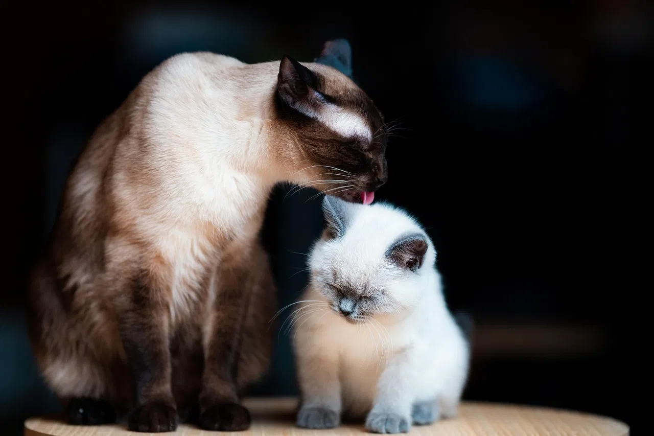 Katzenpflege: Tipps für eine gesunde und glückliche Katze