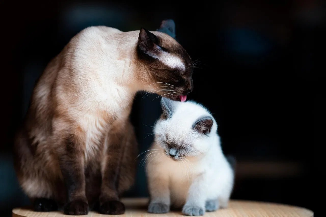 Katzenpflege: Tipps für eine gesunde und glückliche Katze