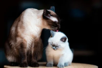 Katzenpflege: Tipps für eine gesunde und glückliche Katze