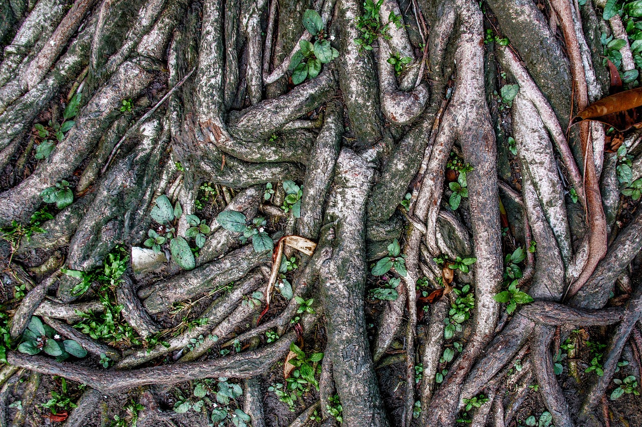 Familiengeschichten: Die bedeutende Rolle unserer Wurzeln in der Gesellschaft