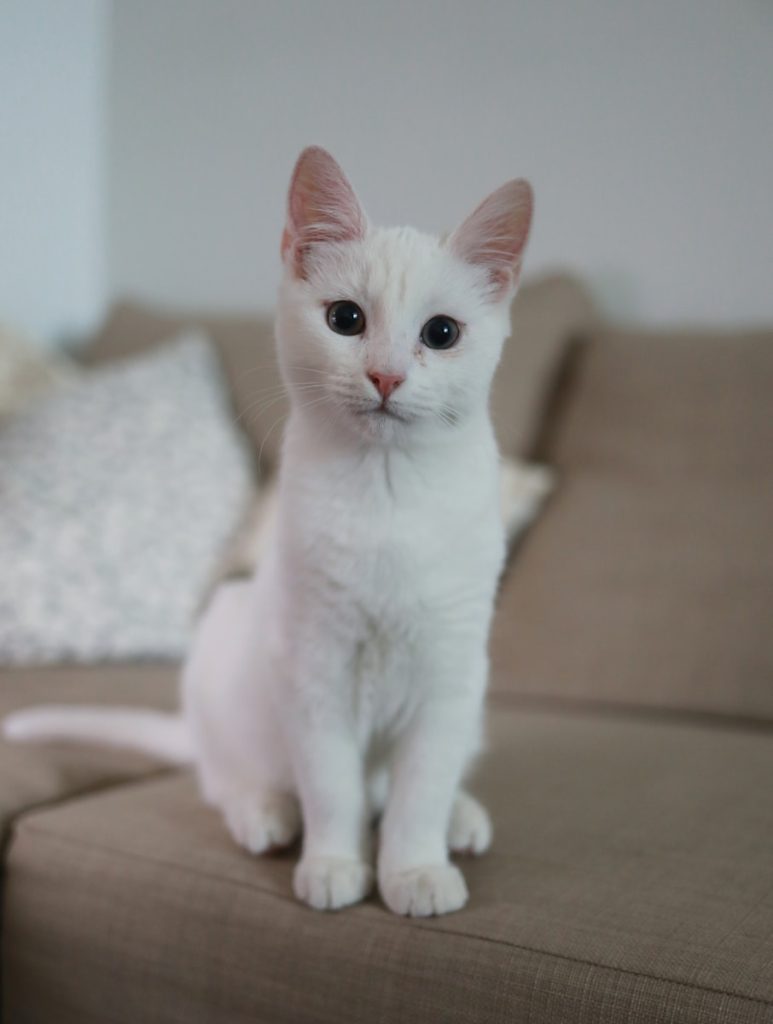 weiße Katze sitzt auf brauner Couch