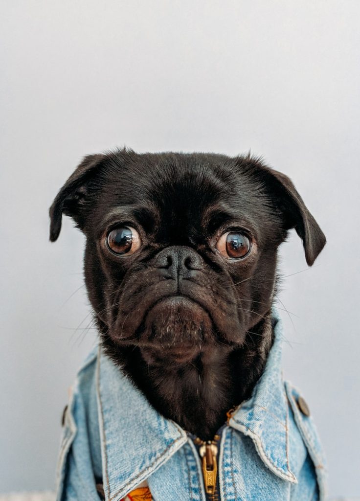 schwarzer Hund mit blauem Jeanskragen