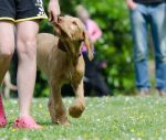 erlernen sie effektive hundetrainingstechniken, um das verhalten ihres hundes zu verbessern und eine starke bindung aufzubauen. entdecken sie tipps und tricks für ein harmonisches zusammenleben mit ihrem vierbeinigen freund.