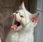 tierschutz umfasst die verantwortung für das wohlbefinden von tieren, einschließlich artgerechter haltung, pflege und schutz. erfahren sie mehr über die wichtigkeit des tierschutzes und wie sie dazu beitragen können.