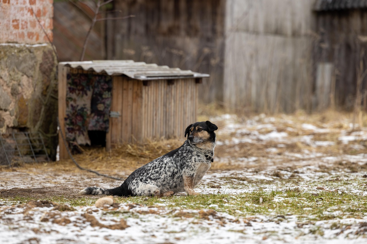 entdecken sie die freude der haustieradoption! finden sie ihren perfekten gefiederten oder pelzigen freund in unserem tierheim. geben sie einem tier eine zweite chance auf liebe und glück!