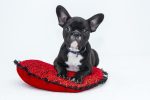 entdecken sie die besten hundekrankenversicherungen, um die gesundheit und das wohlbefinden ihres vierbeiners zu schützen. vergleichen sie preise und leistungen, um die perfekte versicherung für ihren hund zu finden.