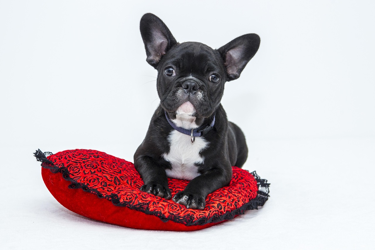 entdecken sie die besten hundekrankenversicherungen, um die gesundheit und das wohlbefinden ihres vierbeiners zu schützen. vergleichen sie preise und leistungen, um die perfekte versicherung für ihren hund zu finden.