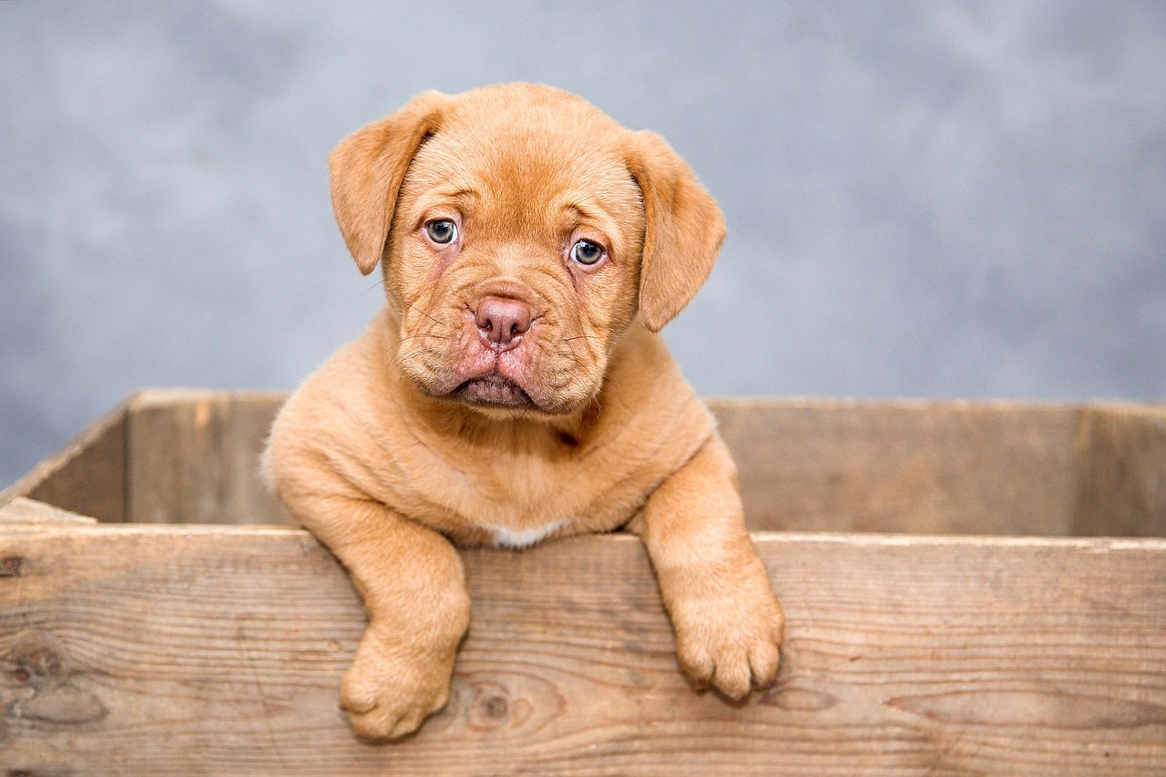 sichern sie die gesundheit ihres hundes mit einer hochwertigen hundeversicherung. schützen sie sich vor unerwarteten tierarztkosten und genießen sie beruhigende sicherheit für ihr geliebtes haustier.