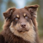 entdecken sie wertvolle informationen zur gesundheit ihrer haustiere. tipps, ratschläge und ressourcen für eine optimale pflege und wohlbefinden ihrer furry freunde.
