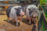 entdecken sie die wichtigsten tierschutzorganisationen, die sich für das wohlbefinden von tieren einsetzen. erfahren sie, wie sie helfen können, tieren in not zu helfen und aktiv zu einem verantwortungsbewussten umgang mit tieren beizutragen.