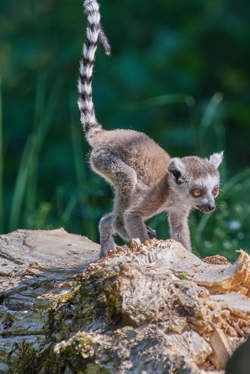 entdecken sie die faszinierende welt des tierverhaltens. erfahren sie, wie verschiedene tierarten interagieren, kommunizieren und sich an ihre umgebung anpassen. tauchen sie ein in die forschung über verhaltenstheorien und gewinnen sie einblicke in die emotionen und sozialen strukturen von tieren.